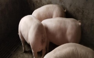 三元母豬如何配種，配種之前需要進(jìn)行飼料調(diào)整