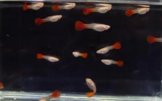孔雀魚如何喂養(yǎng)，首先注意養(yǎng)殖密度