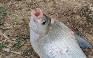 伊豆6號(hào)鉤可以釣多大魚，適合釣1斤至2斤的魚