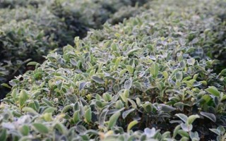 茶樹的生長溫度，日平均氣溫需要穩(wěn)定在10℃以上為佳