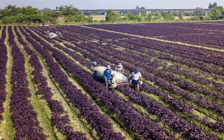 蘇子的產地，在我國主產于安徽、湖南、臺灣等省份