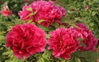 牡丹花的寓意，寓意富貴圓滿、端莊秀雅等