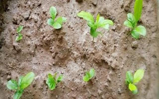 怎么用種子種植檸檬，選取自然成熟的檸檬果實籽