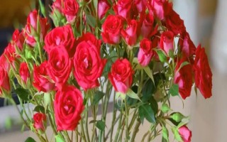 夏天怎樣讓鮮花保鮮時(shí)間長(zhǎng)一點(diǎn)，將鮮花養(yǎng)護(hù)在通風(fēng)陰涼的地方