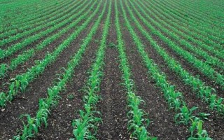 譽成18玉米種簡介，確定最佳的播種期