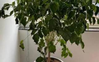夏天幸福樹多久澆一次水，間隔2-3天就要澆一次水