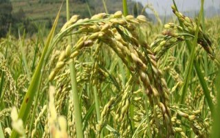 臻香優(yōu)野珍水稻種子特征特性，全生育期125.9天