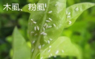 常見的柚類果樹病蟲害及防治方法，需對(duì)癥下藥