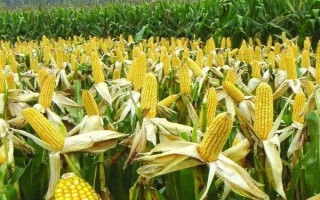 錦源338玉米種子介紹，放赤眼蜂防治玉米螟蟲