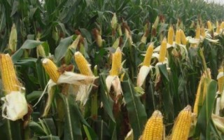 鵬舉398玉米種子簡(jiǎn)介，適宜播種期4月下旬至5月上旬