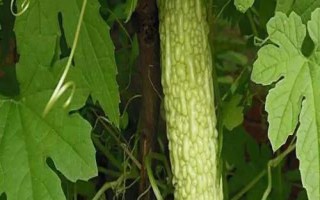 苦瓜的種植時(shí)間，南方在1-3月露天種植
