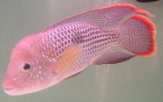皇冠魚(yú)簡(jiǎn)介，因成年雄魚(yú)額頭突起酷似皇冠而得名