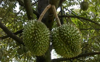 榴蓮樹的外觀，植株較高屬于常綠喬木、葉片頂端較尖底部為圓形