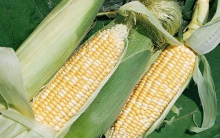 渝糯18玉米種子介紹，畝植密度3200-3500株