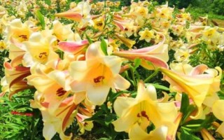 百合花屬于蜜源植物嗎，不同品種開花時間不同