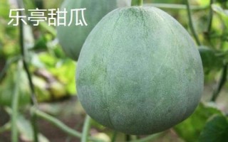 河北樂(lè)亭縣的特產(chǎn)，樂(lè)亭甜瓜種植歷史悠久