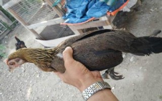 茶花雞和土雞有什么區(qū)別，茶花雞具有褐色羽干紋