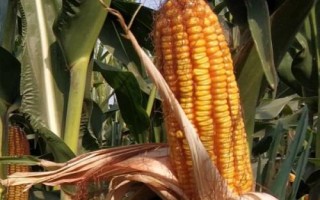 粘娃娃800玉米品種簡介，4月下旬至5月上旬播種