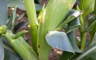 強盛392玉米品種簡介，適宜播種期4月下旬至5月上旬