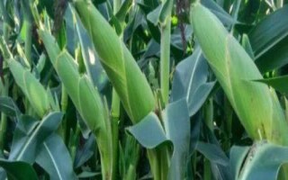 登海圣豐168玉米種簡(jiǎn)介，適宜密度為每畝5000株左右