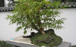怎么養(yǎng)觀賞竹子，喜半陰的光照環(huán)境
