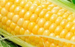 玉米曬干后能否用來打窩釣魚，可以垂釣但效果不如嫩玉米