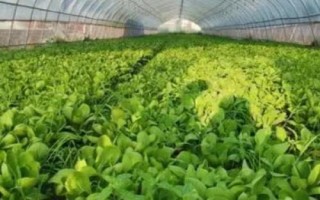 夏季哪些蔬菜可以露天種植，包括小白菜、空心菜、番茄、茄子等品種