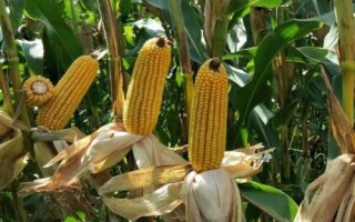 北青610玉米種子介紹，6月中上旬播種