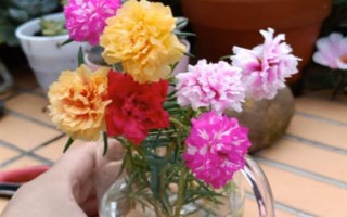 太陽(yáng)花水培可以活多久，太陽(yáng)花可以水培一年以上