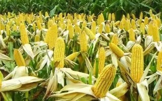 迪卡1627玉米種簡介，出苗至成熟大概要117天
