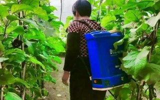 哪種蔬菜不能使用尿素，對(duì)芹菜使用尿素會(huì)降低品質(zhì)