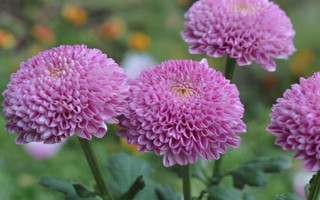 球菊如何養(yǎng)殖，生長(zhǎng)過(guò)程中需要足夠的光照
