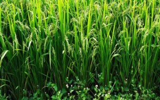 爽兩優(yōu)459水稻種子介紹，全生育期117～130天