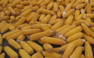 銀海糯1號玉米品種簡介，玉米抽雄前后注意防治大小斑病