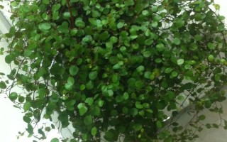 千葉吊蘭的養(yǎng)殖方法，在半陰的環(huán)境下養(yǎng)護(hù)為宜