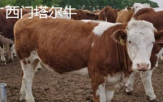 10種最貴的牛，包括日本和牛、安格斯牛、夏洛萊牛等品種