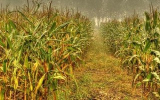 A985玉米種子簡介，密度4000株/畝左右