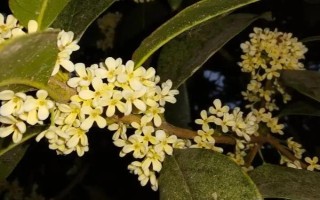 秋季適合種哪些花，可以種菊花、桂花、蝴蝶蘭等
