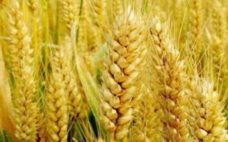 偃高159小麥種子特征特性，每畝適宜基本苗16～20萬