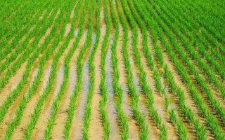 巧兩優(yōu)絲苗水稻種子特征特性，播種量10-12千克