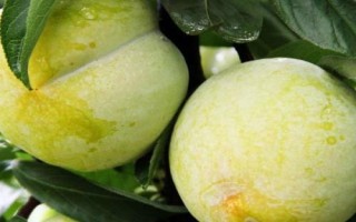 優(yōu)質(zhì)的李子品種，常見的有愛琴李、安哥諾、黑寶石李等