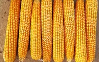 T3191T玉米種子特點(diǎn)，適宜在肥力中上等的地塊種植