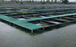 青蝦和魚(yú)怎么混養(yǎng)，長(zhǎng)成小蝦才能投放鰱、鳙等魚(yú)種