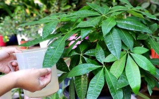 招財(cái)樹怎樣養(yǎng)，適宜生長溫度為18-28℃