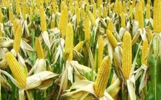 騰龍805玉米種子介紹，3月下旬至4月上旬播種