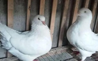 元寶鴿子的養(yǎng)殖方法，以植物種子為主食