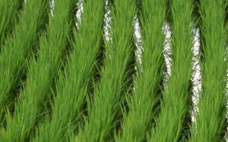 長田優(yōu)9號(hào)水稻種子特征特性，3.注意防治稻瘟病