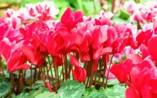 紅色仙客來的花語，寓意嫉妒的愛、歡迎貴客等