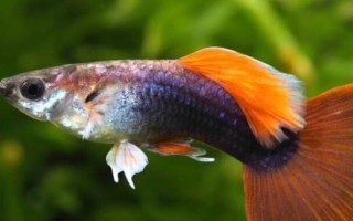 孔雀魚每次喂多少合適，根據(jù)生長的情況決定
