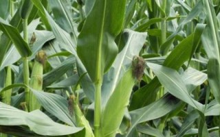 沃普2131玉米品種簡介，適宜播種期4月下旬到5月上旬